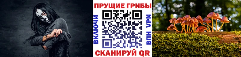 Псилоцибиновые грибы Psilocybine cubensis Каневская